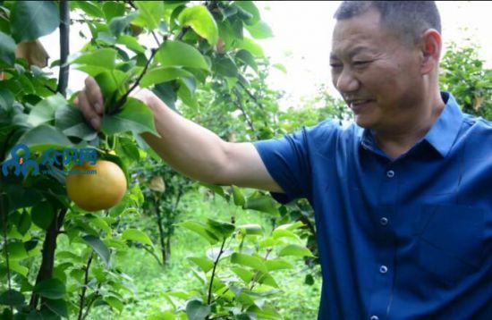 阆中-振兴乡村经济发展与黄梨为伴的皇梨人 宋兴卫