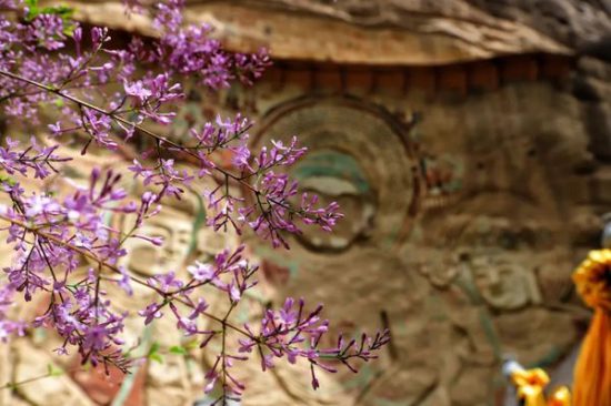 水簾洞遊記——遇見丁香