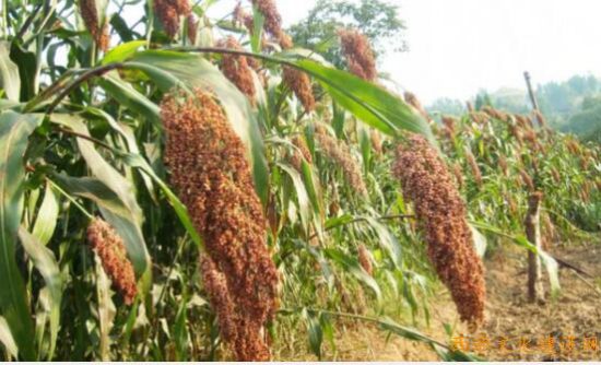 確保高粱種植取得豐收：龍蟠鎮召開2萬畝優良高粱種植戶面對面交流探討會