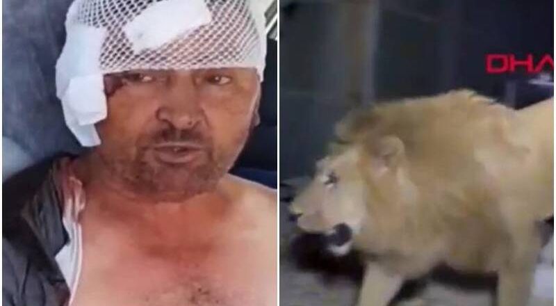 狮子凌晨脱逃袭人! 土耳其农夫遭扑咬 搏命20分钟掐喉才脱困