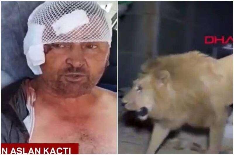 狮子从私人动物园脱逃，重伤男子被紧急送医。（图撷取自YouTube@Ahaber）