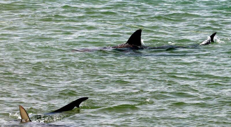 今年第2起案例  佛州冲浪者遭鲨鱼攻击