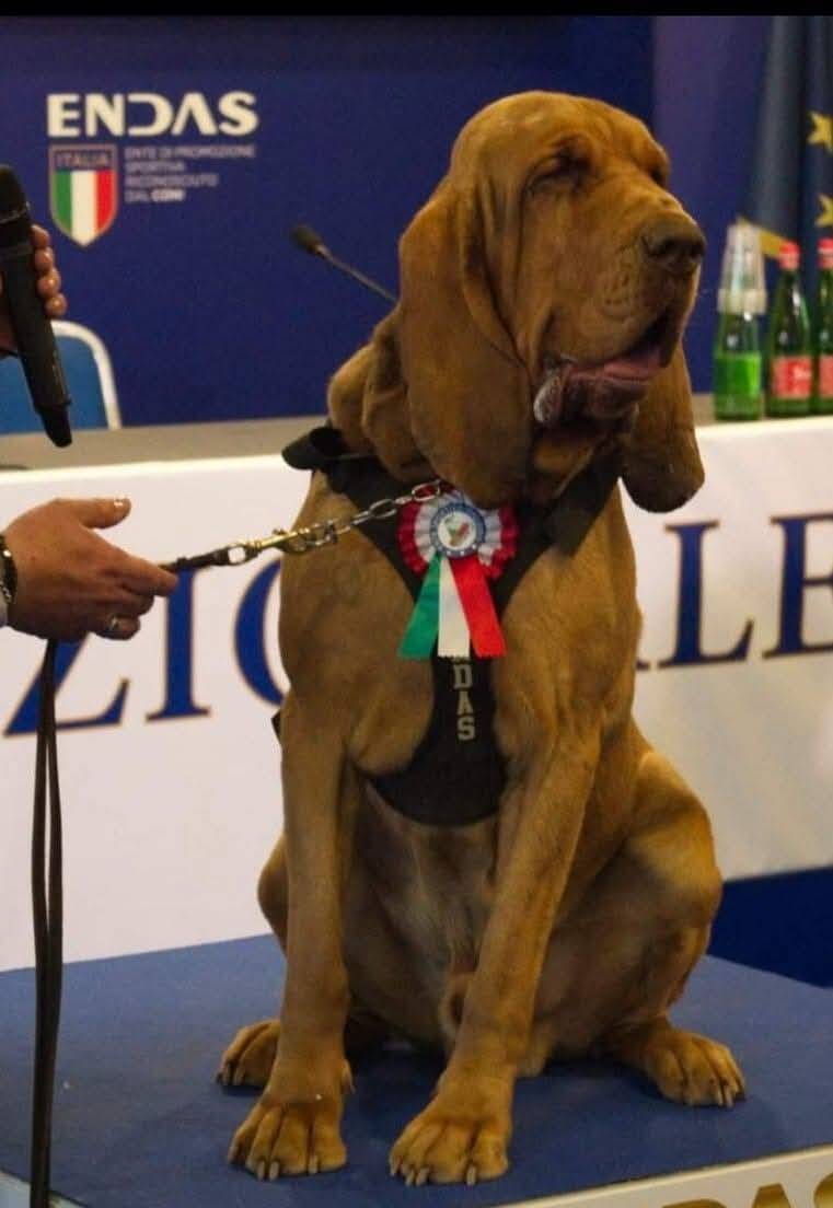 曾寻获9名失踪者的义大利英雄嗅探犬布鲁诺，被投喂塞满钉子的香肠后死亡。（图撷自Arcangelo Caressa脸书）