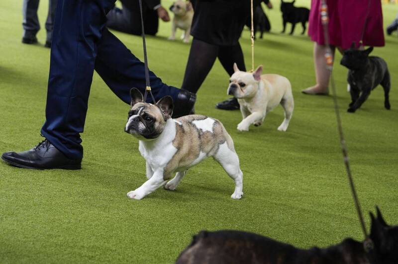 发善待动物组织(PETA)8日控告美国犬业俱乐部(AKC)宣扬法国斗牛犬等其他犬只的不健康身体标准,资料照。(美联社) 发善待动物组织(PETA)8日控告美国犬业俱乐部(AKC)宣扬法国斗牛犬等其他犬只的不健康身体标准,资料照。(美联社)