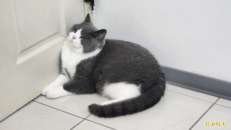 蔡姓女子在租屋处养了8只猫，猫尿把房子的地板泡烂，让房东超傻眼。示意图，与本新闻无关。（资料照）