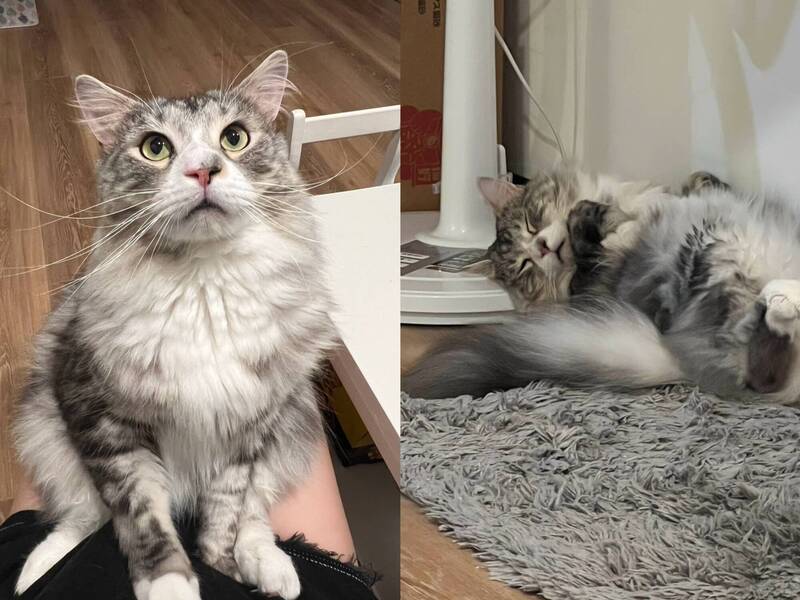 法官指饲主无法证明猫咪死因与医疗处置间有「具体而直接」因果关系，判决败诉；示意图。（记者刘咏韵摄）