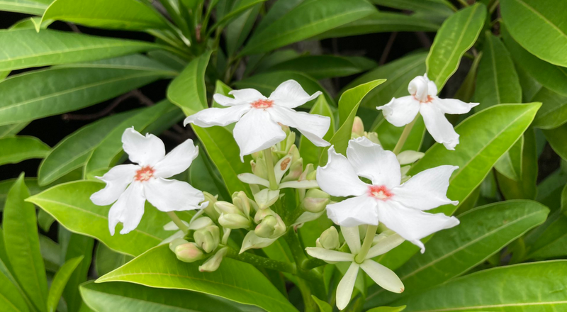 赴沖繩旅遊小心這種白色花朵！整株都有毒切勿觸碰