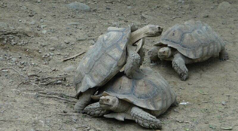 動物園的蝴蝶也有人偷！19年前7保育龜也遭竊