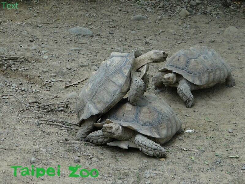 台北市立动物园表示，昆虫遭窃为首例，过去在2006年曾有6只辐射龟与1只苏卡达象龟遭窃。图为苏卡达象龟。（台北市立动物园提供）