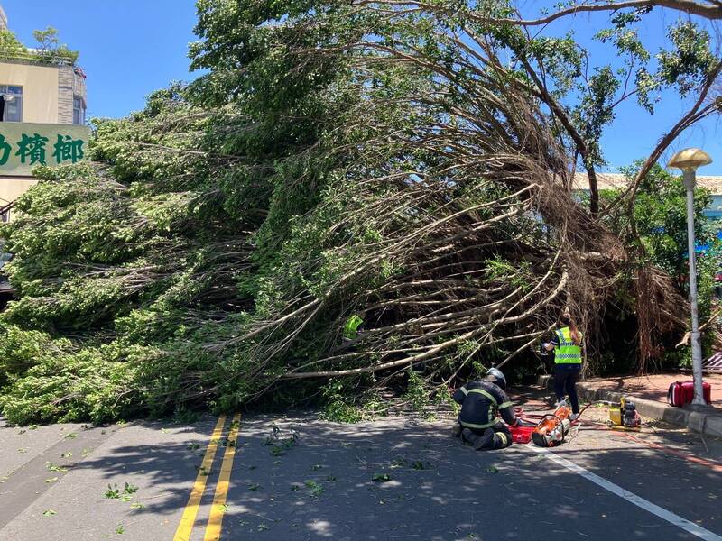 草屯镇敦和国小外的路树倒塌，女骑士行经被压死，学校赔288.3万元确定。（资料照，民众提供）