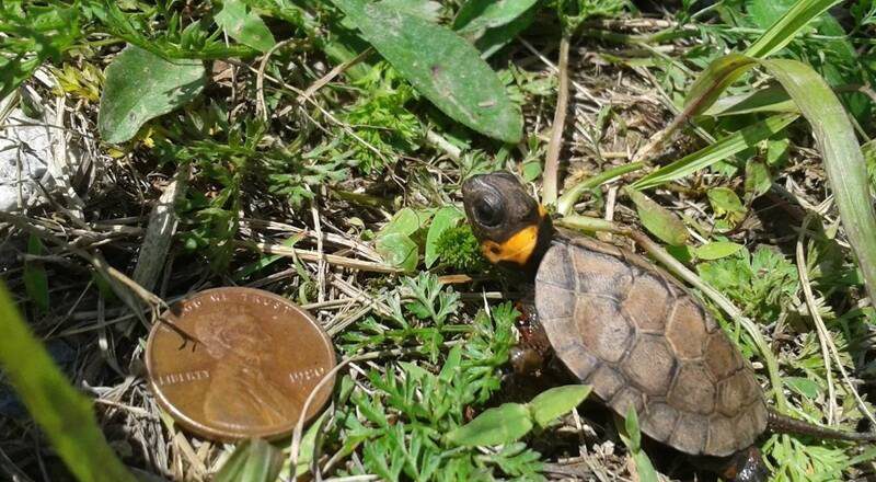 新生儿仅硬币大！北美最萌乌龟「沼泽龟」濒绝 专家警告生态恐崩溃