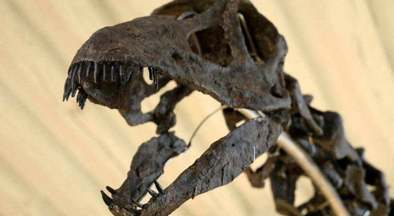 谁说恐龙只能猛吼！ 中国出土草食恐龙「这结构」 声音竟如鸟叫