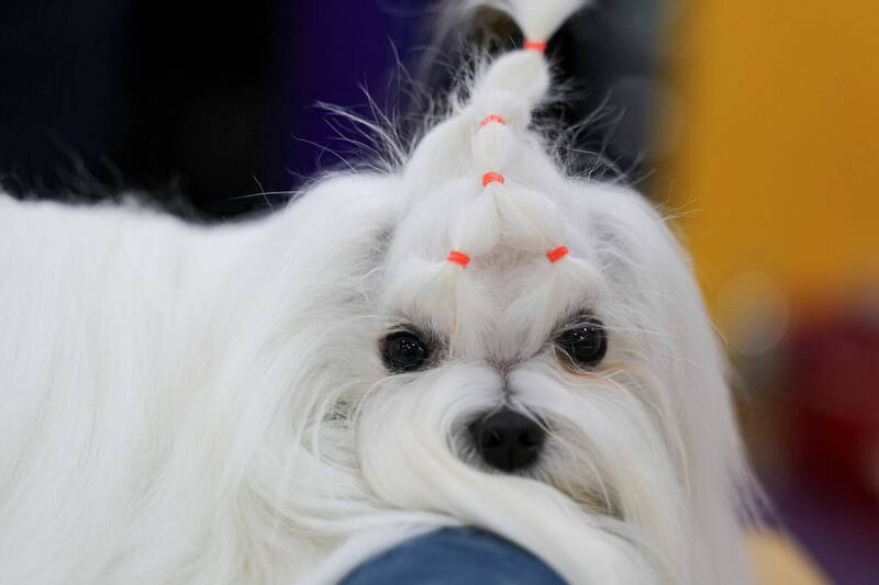 KB金融集团调查显示,南韩人饲养的犬只中,以马尔济斯犬最受欢迎,占比达20.4%。(路透) KB金融集团调查显示,南韩人饲养的犬只中,以马尔济斯犬最受欢迎,占比达20.4%。(路透)