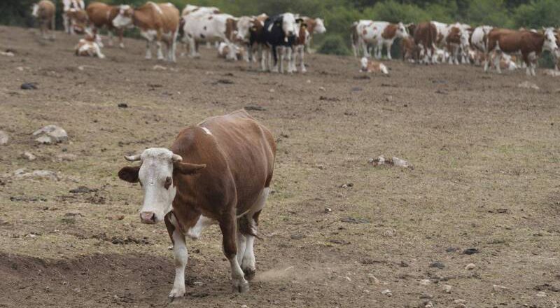 塞爾維亞面臨近年最嚴重乾旱 山區以水箱取代泉水應急