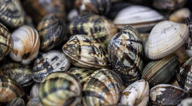 蛤蜊「熱得活不下去了」！ 南韓預測國內產量將減半