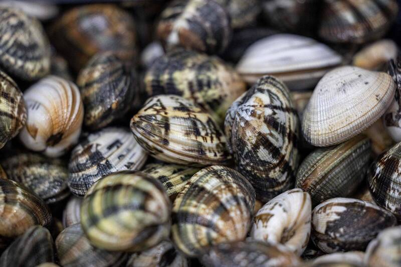 气候变化易导致蛤蜊产量减少。图为示意图。（法新社资料照）