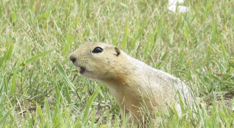 美國邁諾特面臨地松鼠危機 清除行動又遭部分人士阻擋