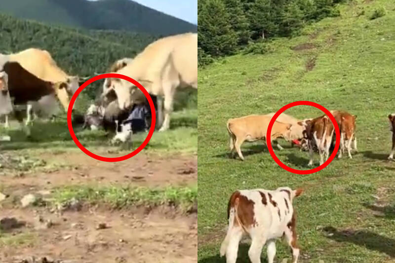 中国山西五台山景区惊传游客遭牛只围攻踩踏事件。(本报合成,撷取自微博) 中国山西五台山景区惊传游客遭牛只围攻踩踏事件。(本报合成,撷取自微博)