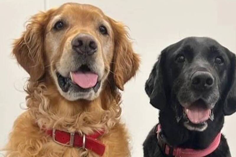 英国研究团队训练的两只灵犬,黄金猎犬邦普(左,Bumper)与黑色拉布拉多花生(右,Peanut),成功嗅出帕金森氏症的气味特征,让科学界惊艳。(图撷取自Medical Detection Dogs专页) 英国研究团队训练的两只灵犬,黄金猎犬邦普(左,Bumper)与黑色拉布拉多花生(右,Peanut),成功嗅出帕金森氏症的气味特征,让科学界惊艳。(图撷取自Medical Detection Dogs专页)