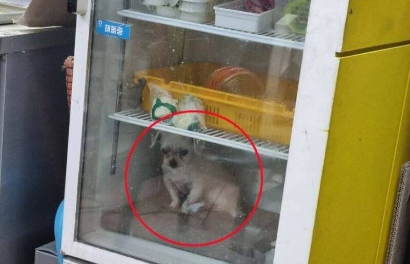 网友实拍冰箱里的白色小狗,画面引爆舆论挞伐,女饲主解释只是想让狗避暑。(撷取自韩国论坛fmkorea) 网友实拍冰箱里的白色小狗,画面引爆舆论挞伐,女饲主解释只是想让狗避暑。(撷取自韩国论坛fmkorea)