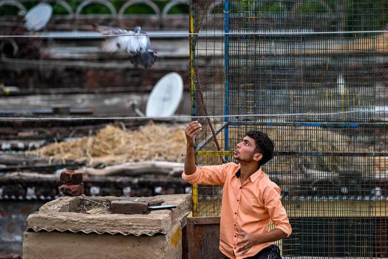 有民众认为,喂食鸽子早已成为印度文化中的一部分,资料照。(法新社) 有民众认为,喂食鸽子早已成为印度文化中的一部分,资料照。(法新社)