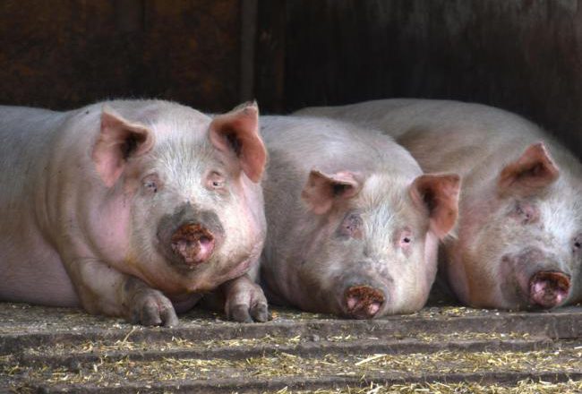 萬般無奈    這國對中國豬肉出口全面喊停