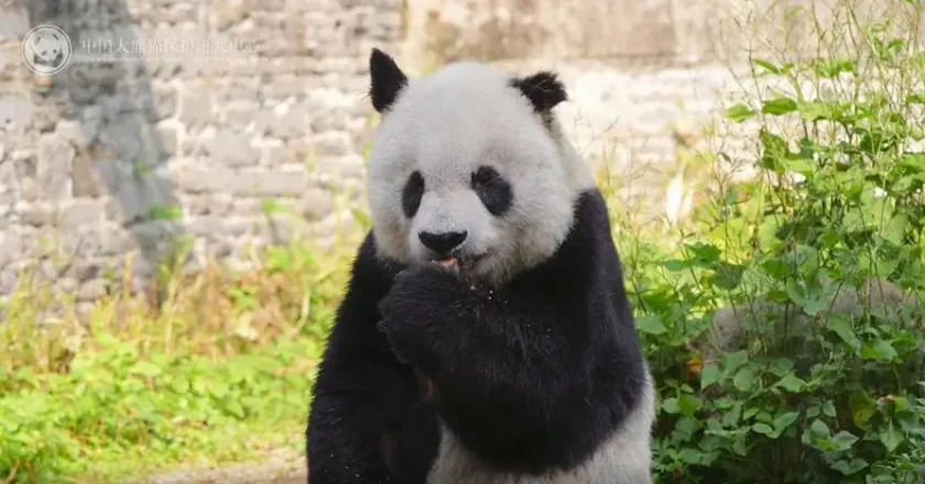 33岁明星大熊猫高高离世 曾3次放归又3次自己返回