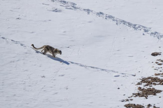 新疆雪豹伤人 游客“满面是血”痛苦画面曝 新疆雪豹伤人 游客“满面是血”痛苦画面曝