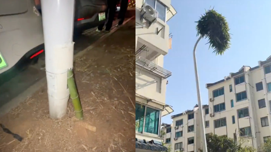 浙江惊现“竹坚强” 一根竹子穿透路灯生长(视频)