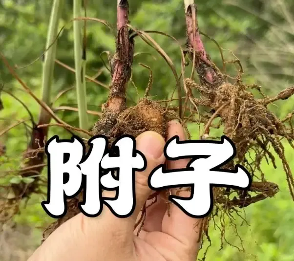 他买中药把自己喝死了