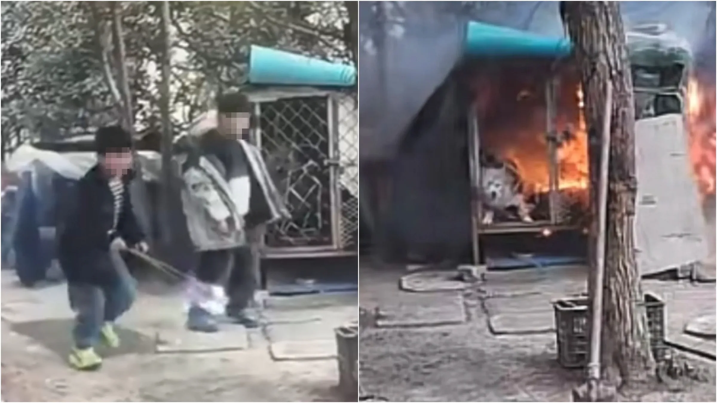 中国屁孩玩火烧死萨摩耶 惨叫3分钟