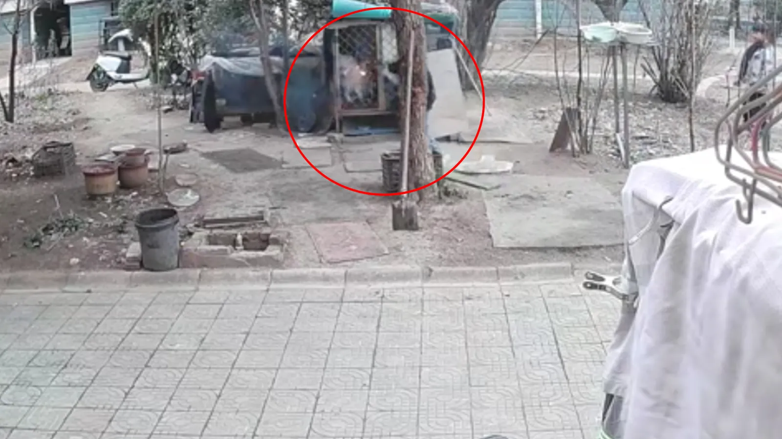 中国屁孩玩火烧死萨摩耶 惨叫3分钟