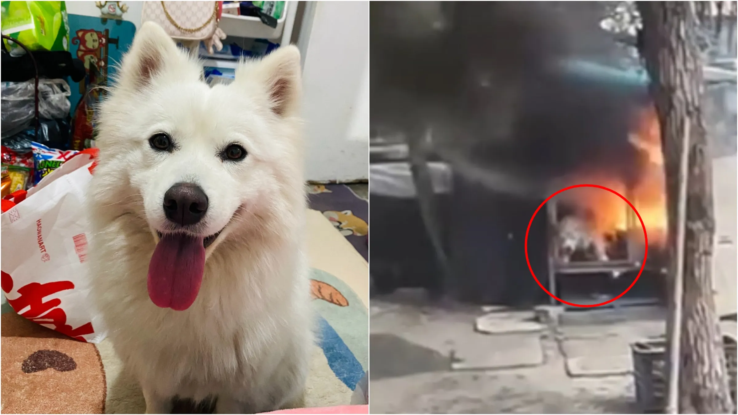 中国屁孩玩火烧死萨摩耶 惨叫3分钟