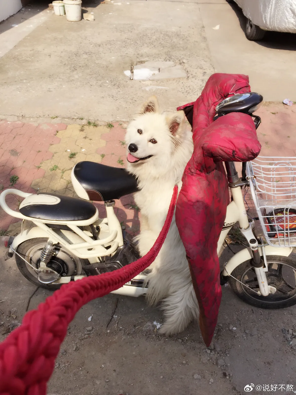 中国屁孩玩火烧死萨摩耶 惨叫3分钟