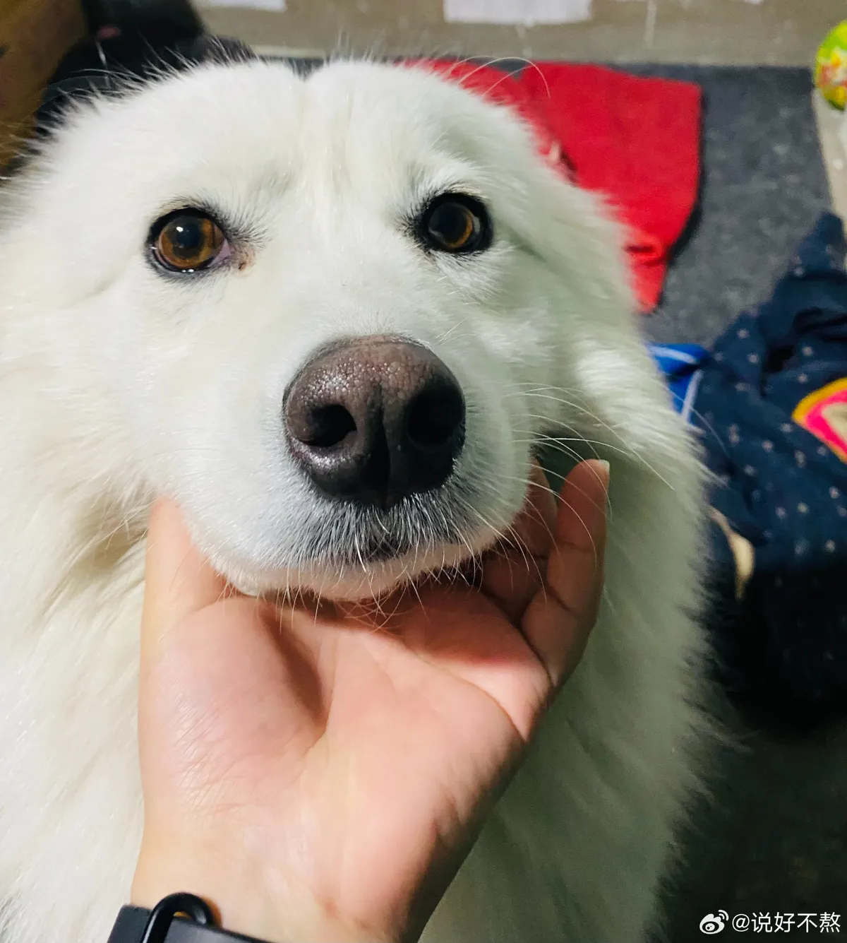 中国屁孩玩火烧死萨摩耶 惨叫3分钟