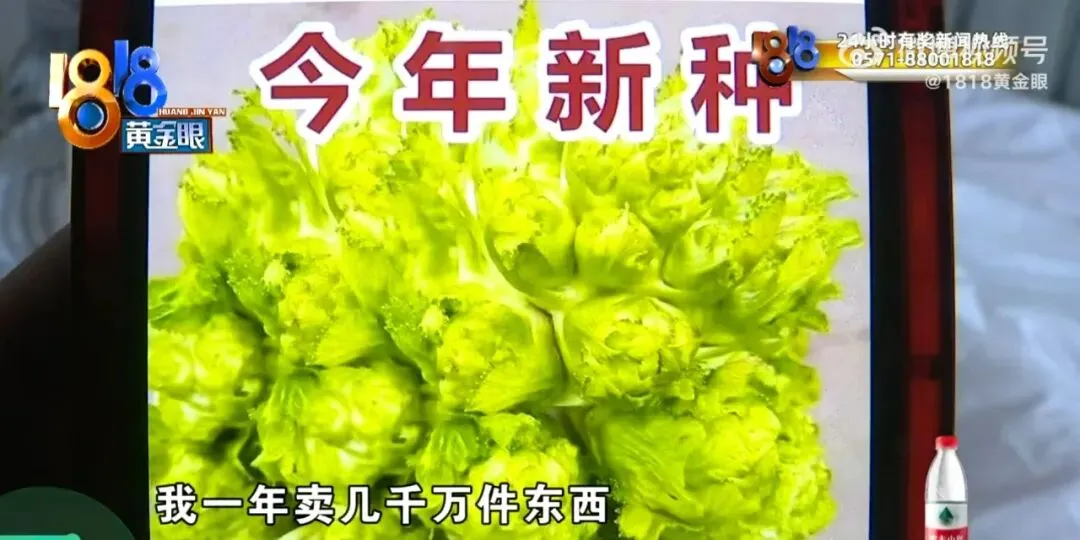 “娃娃菜事件”三次炸裂反转 见证蠢人的巅峰 “娃娃菜事件”三次炸裂反转 见证蠢人的巅峰