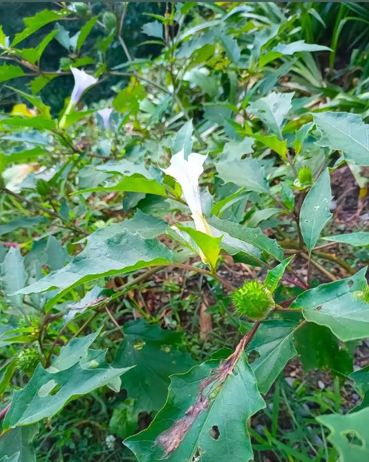 吃完野菜就疯了 张嘴乱咬村里人 吃完野菜就疯了 张嘴乱咬村里人