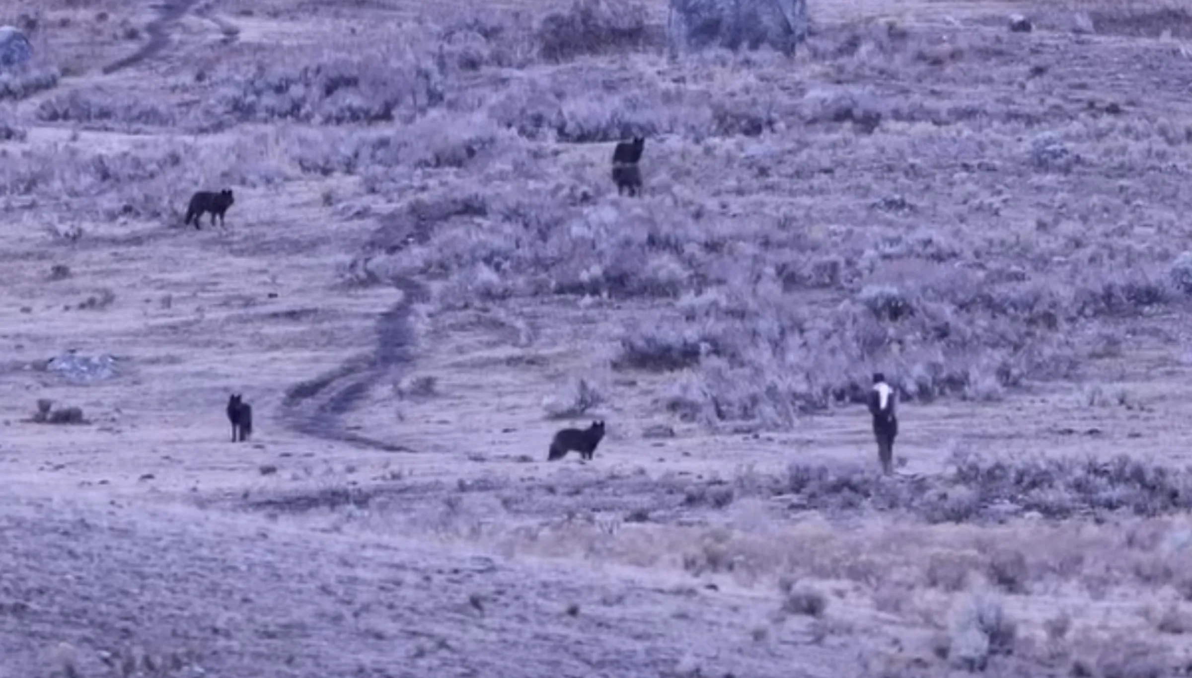 一名男子在黄石国家公园遇到5只狼,竟上前挑衅。 (图摄画面) 一名男子在黄石国家公园遇到5只狼,竟上前挑衅。 (图摄画面)