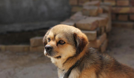 为什么要禁养中华田园犬?