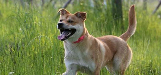 为什么要禁养中华田园犬?