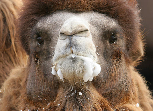 5吨重的大象都被吃 为什么很少有猛兽猎杀骆驼 5吨重的大象都被吃 为什么很少有猛兽猎杀骆驼