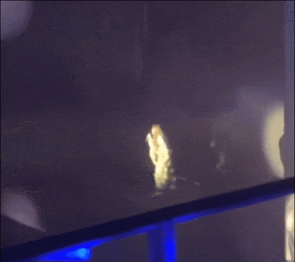 顶流巨星，命悬一线