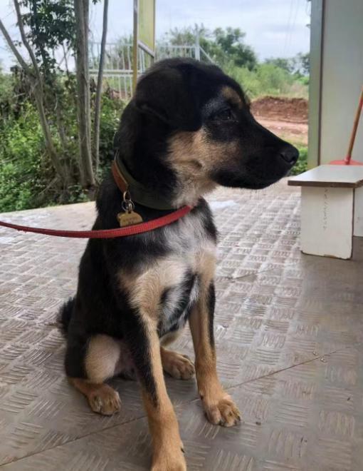 四川成都搜救犬 「黑崽」,日前惨遭偷狗贼迷昏杀害后取肉售卖。(图/取自《极目新闻... 四川成都搜救犬 「黑崽」,日前惨遭偷狗贼迷昏杀害后取肉售卖。(图/取自《极目新闻...