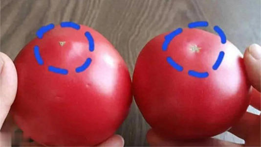 今天才懂！西红柿有无打激素，一眼从“小秘密”分辨 