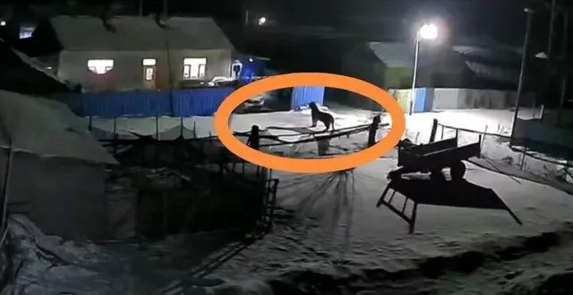 黑龙江的东北虎进村了,村民放鞭炮将其吓走