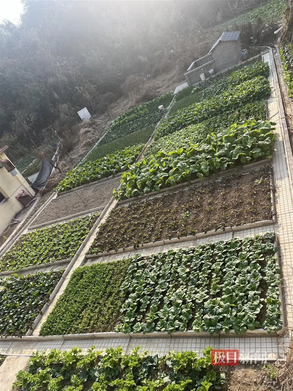 龚雨欣家的菜园种了多种蔬菜,也是给学生准备的