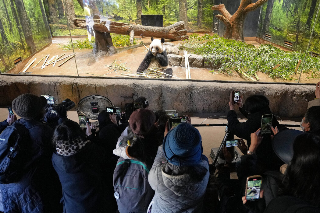 周二，游客们在东京上野动物园观看该园两只大熊猫之一蕾蕾。