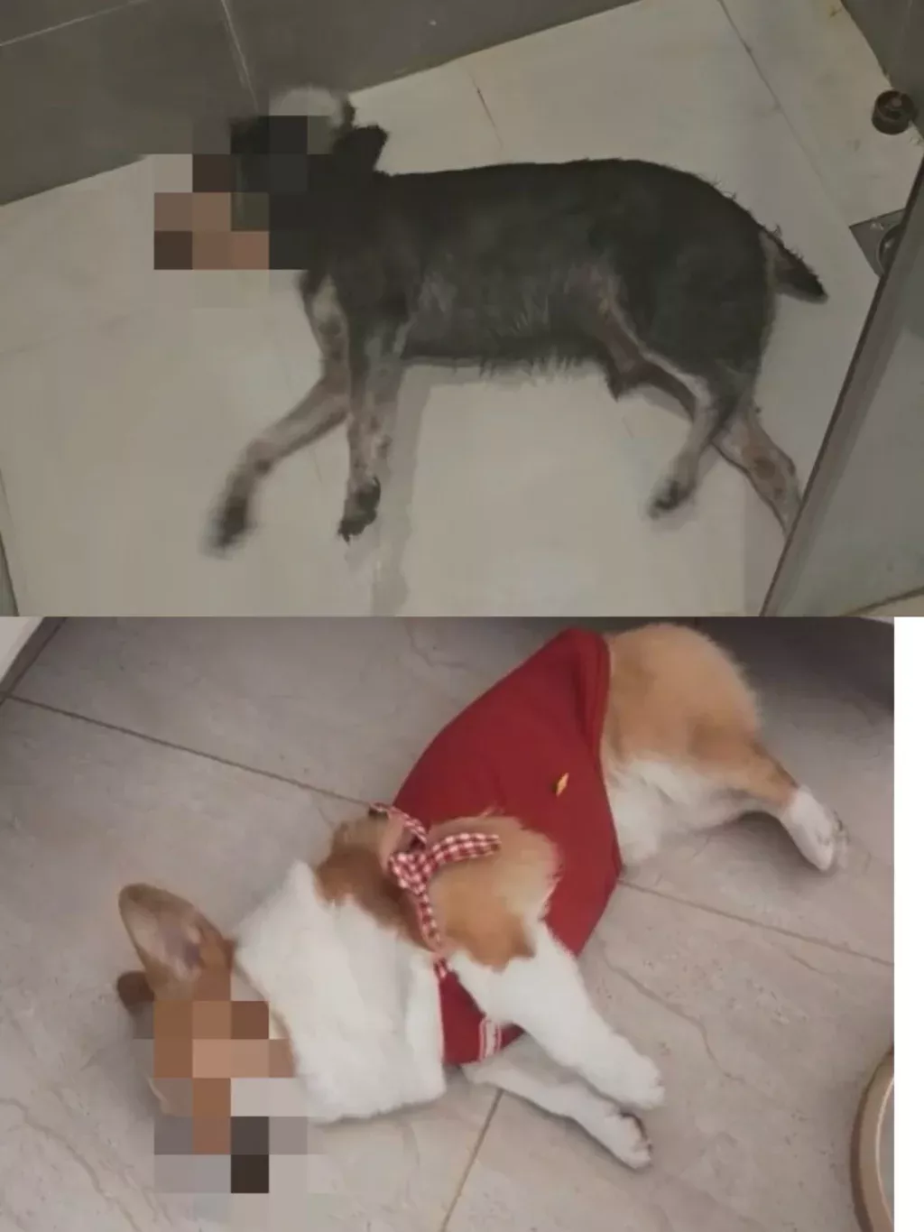 男子投放鼠药毒死多只宠物狗,被判1年10个月