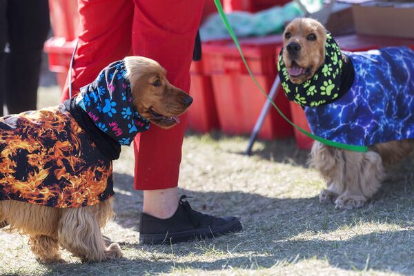 ▲大陆史上最严养犬规定上路。 (图/CFP)