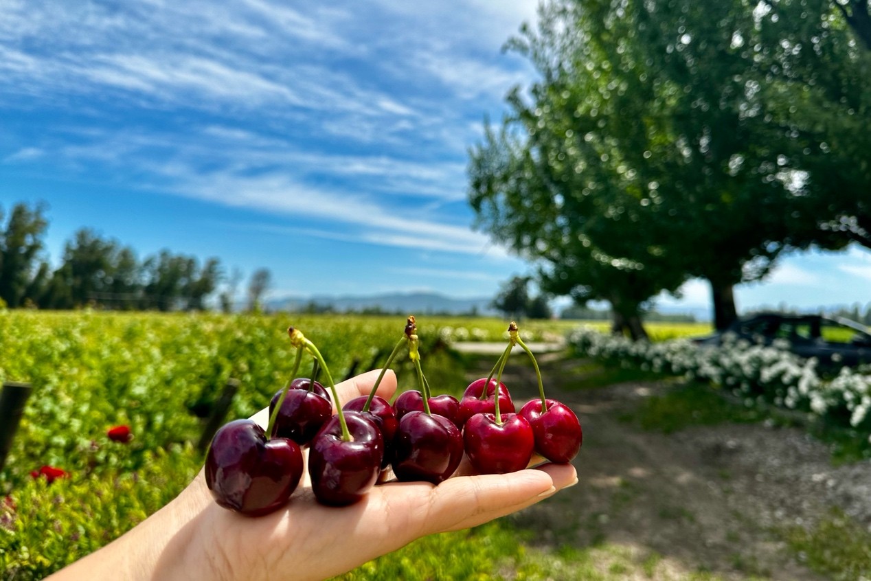 外媒:伊朗反政府示威愈演愈烈 已致至少12人死亡_新闻中心_中国网